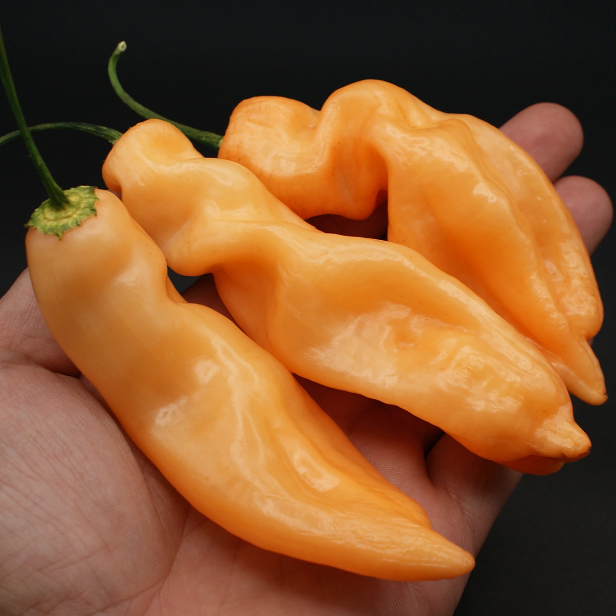 Sugar Rush Peach – Image 2