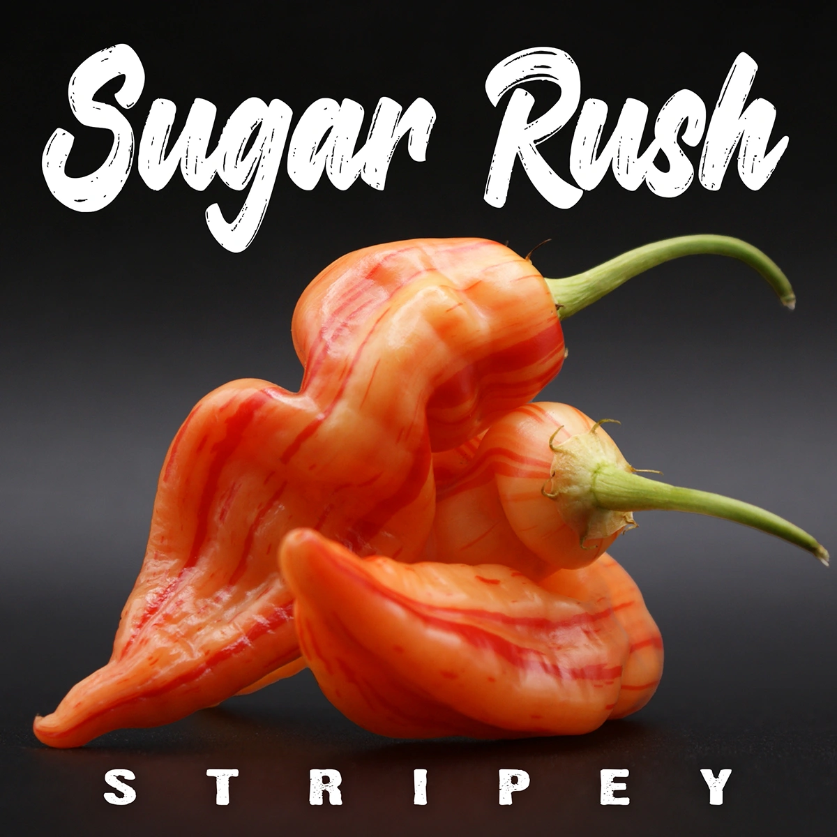Sugar Rush Stripey