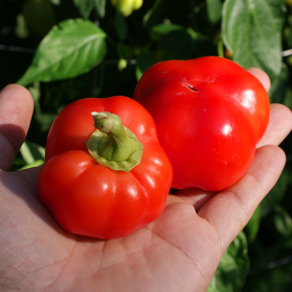 Sweet Apple Kambe – Image 2