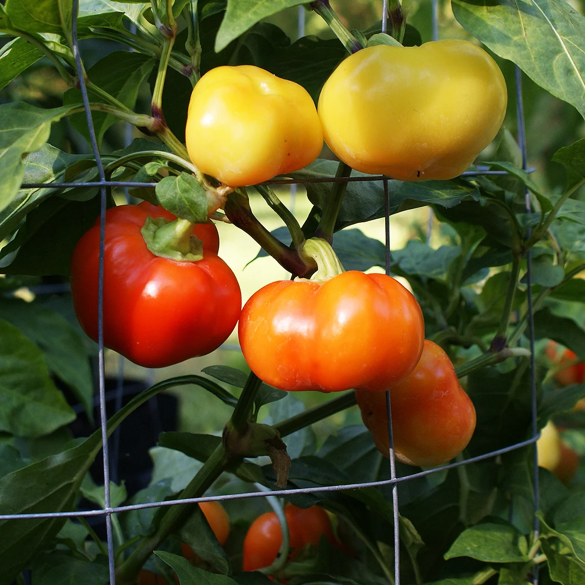 Sweet Apple Kambe – Image 3