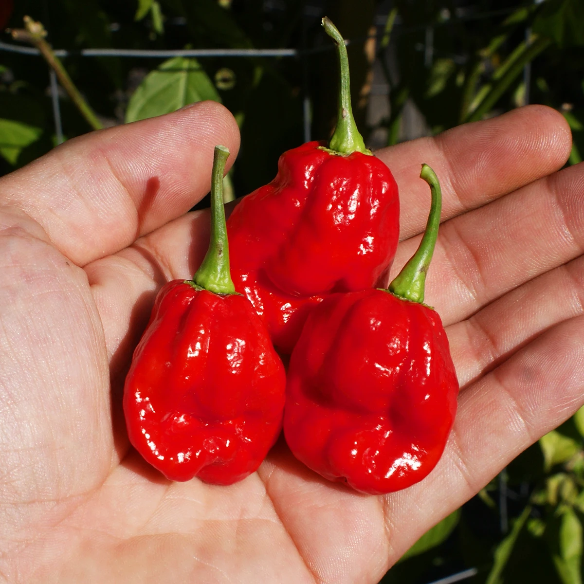 Sweet Moruga – Image 2