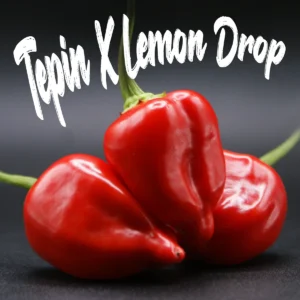 Tepin X Lemon Drop