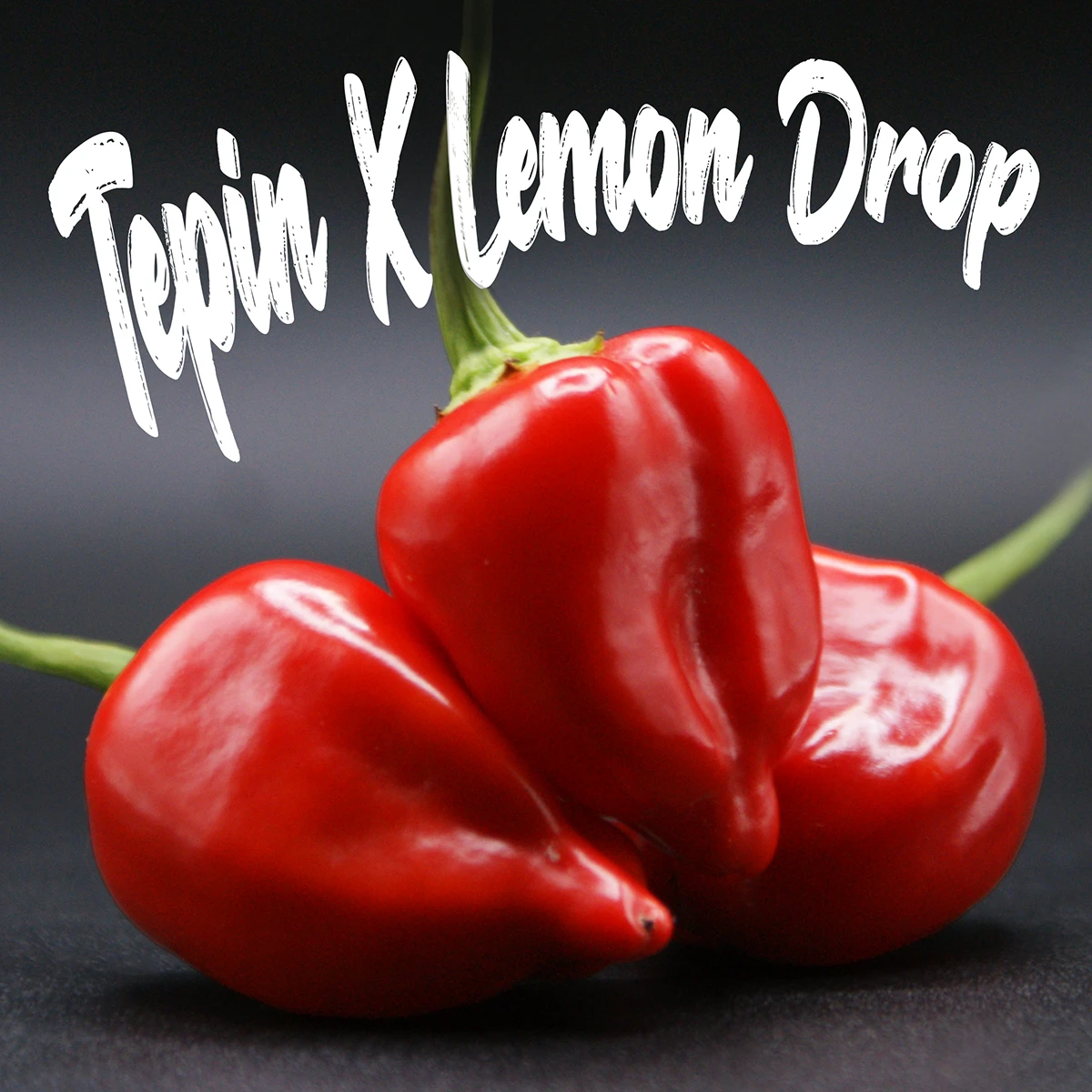 Tepin X Lemon Drop