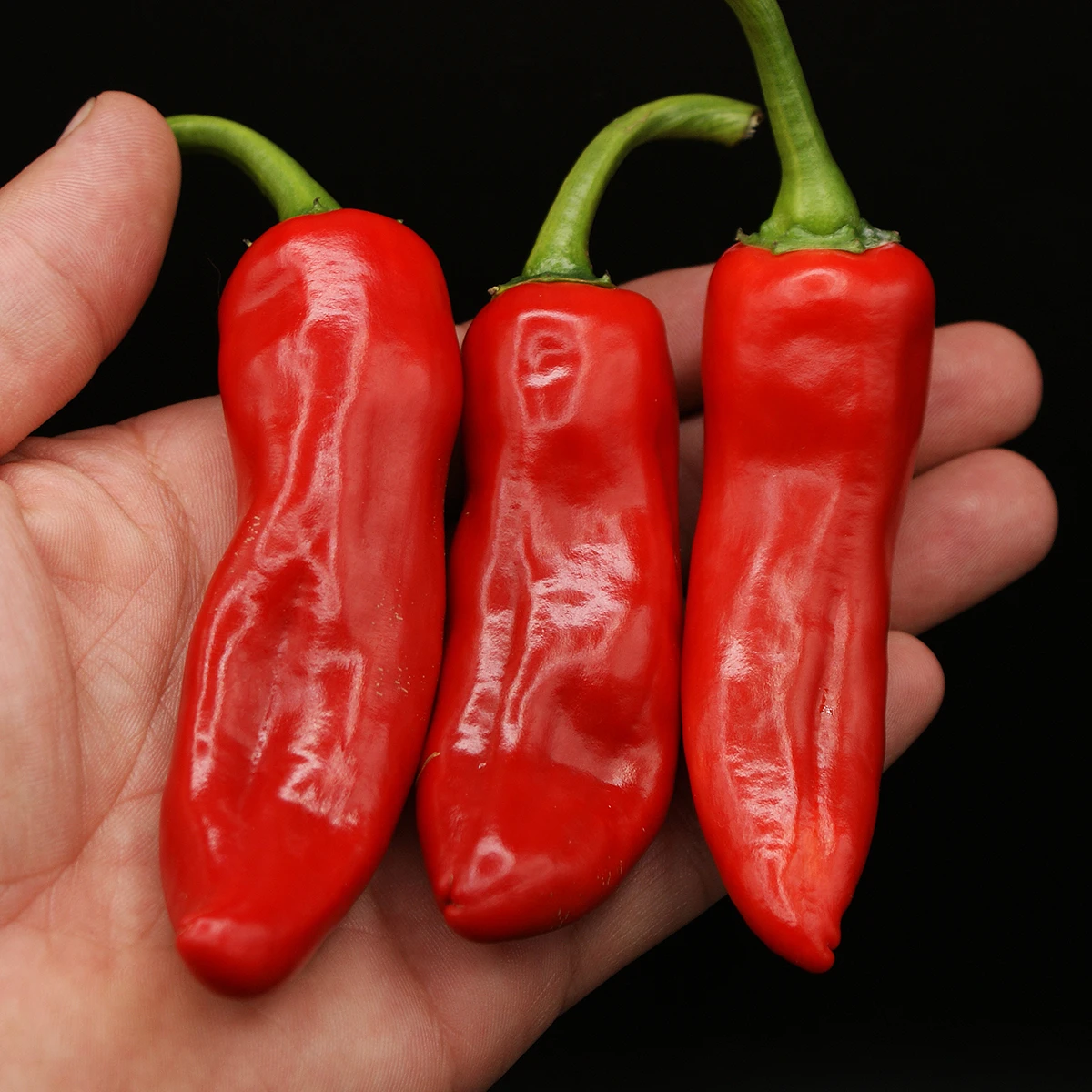 The Ghost Of Cayenne – Image 2