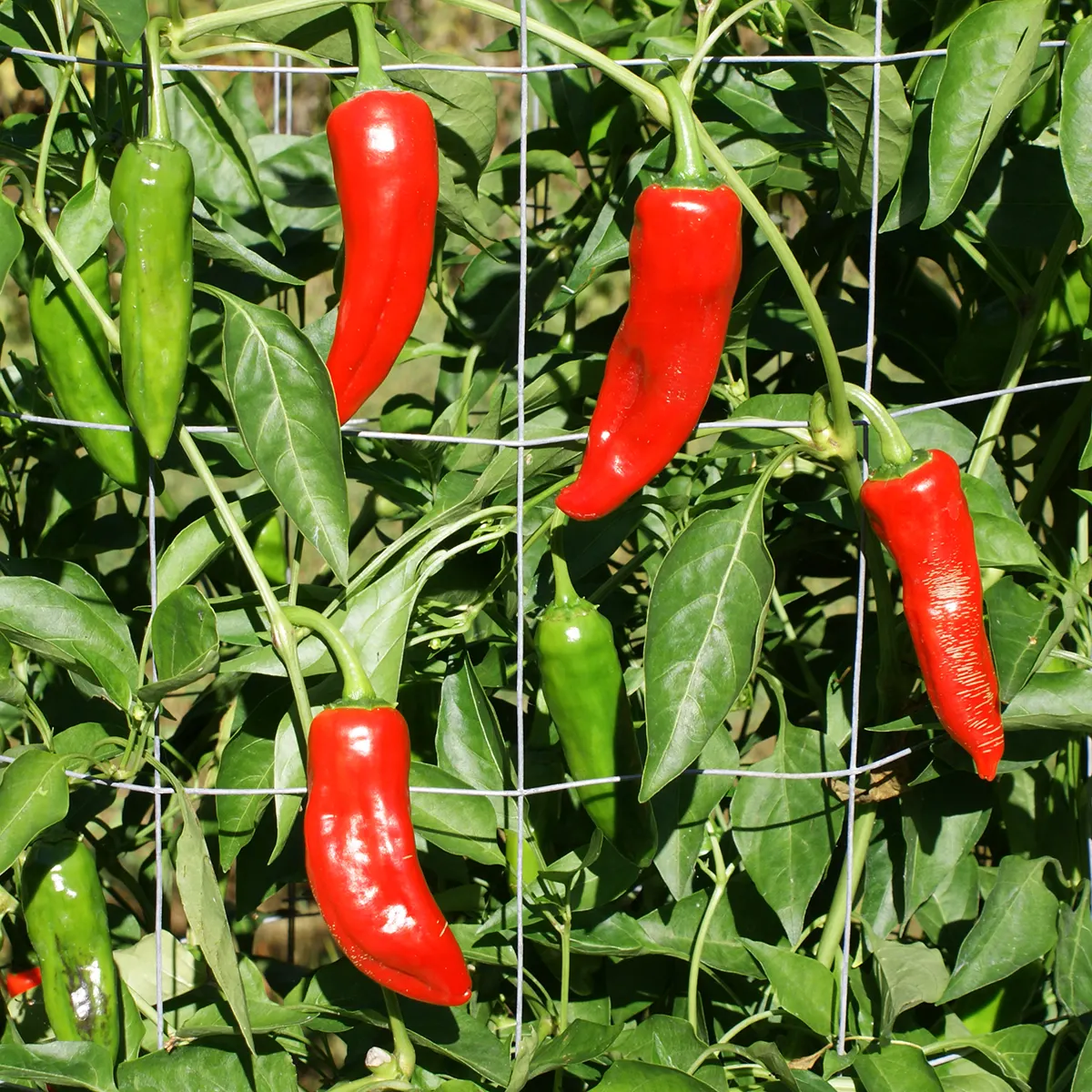 The Ghost Of Cayenne – Image 3