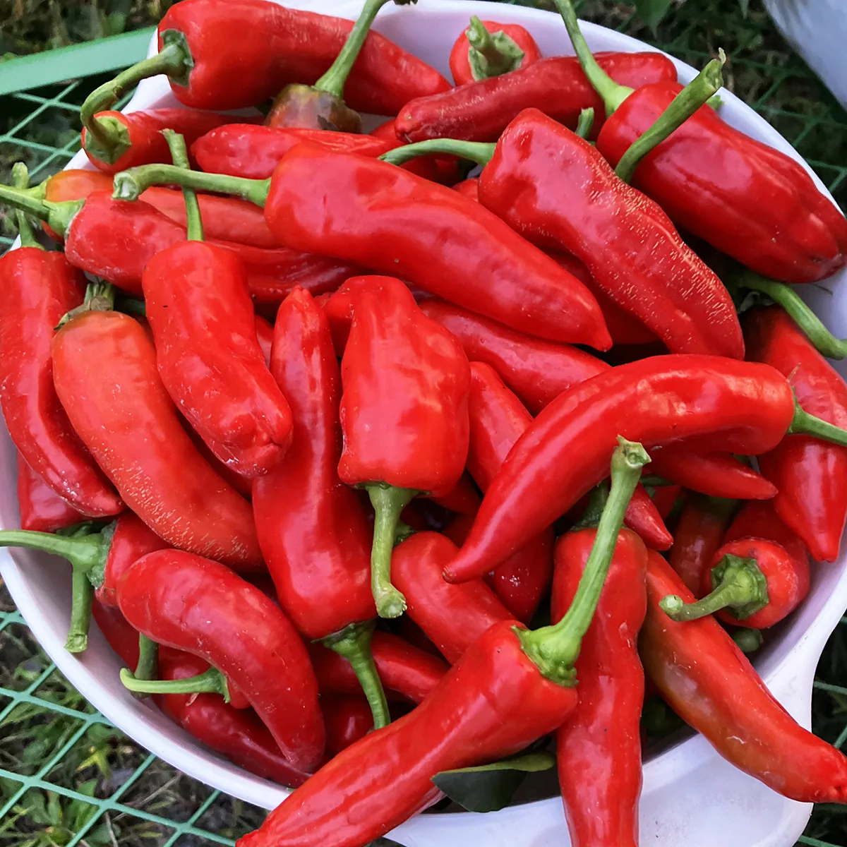 The Ghost Of Cayenne – Image 4