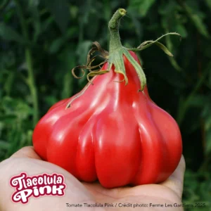 Tlacolula Pink