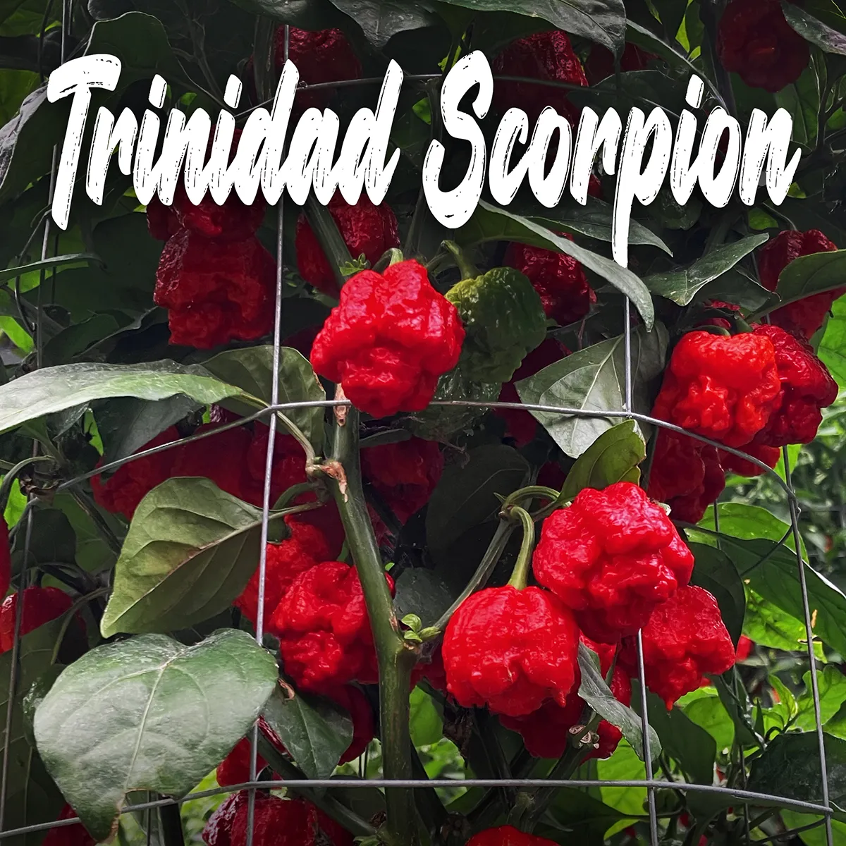 Trinidad Moruga Scorpion