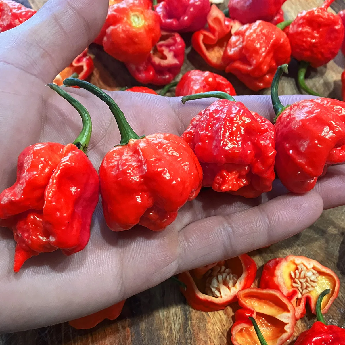 Trinidad Moruga Scorpion – Image 2
