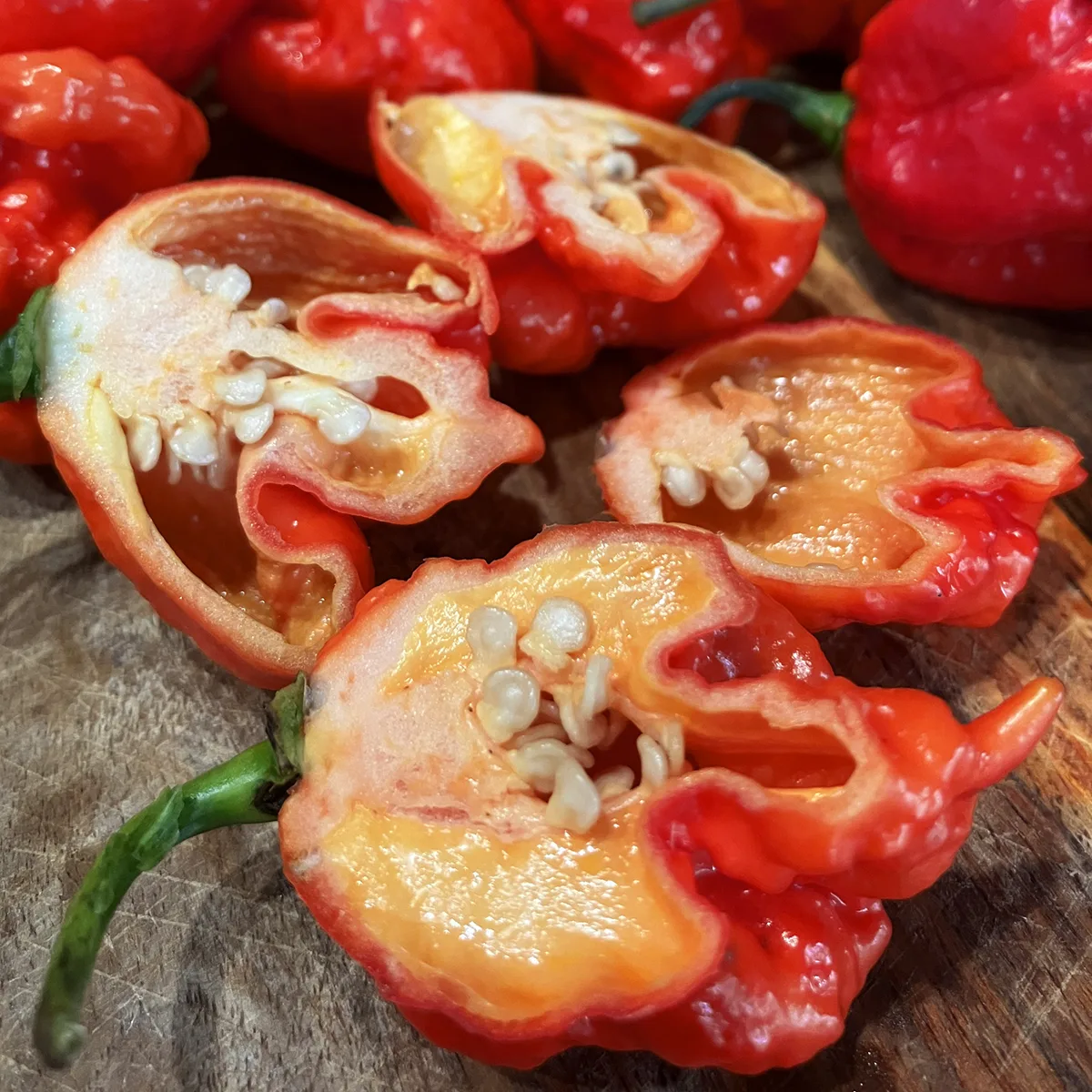 Trinidad Moruga Scorpion – Image 3