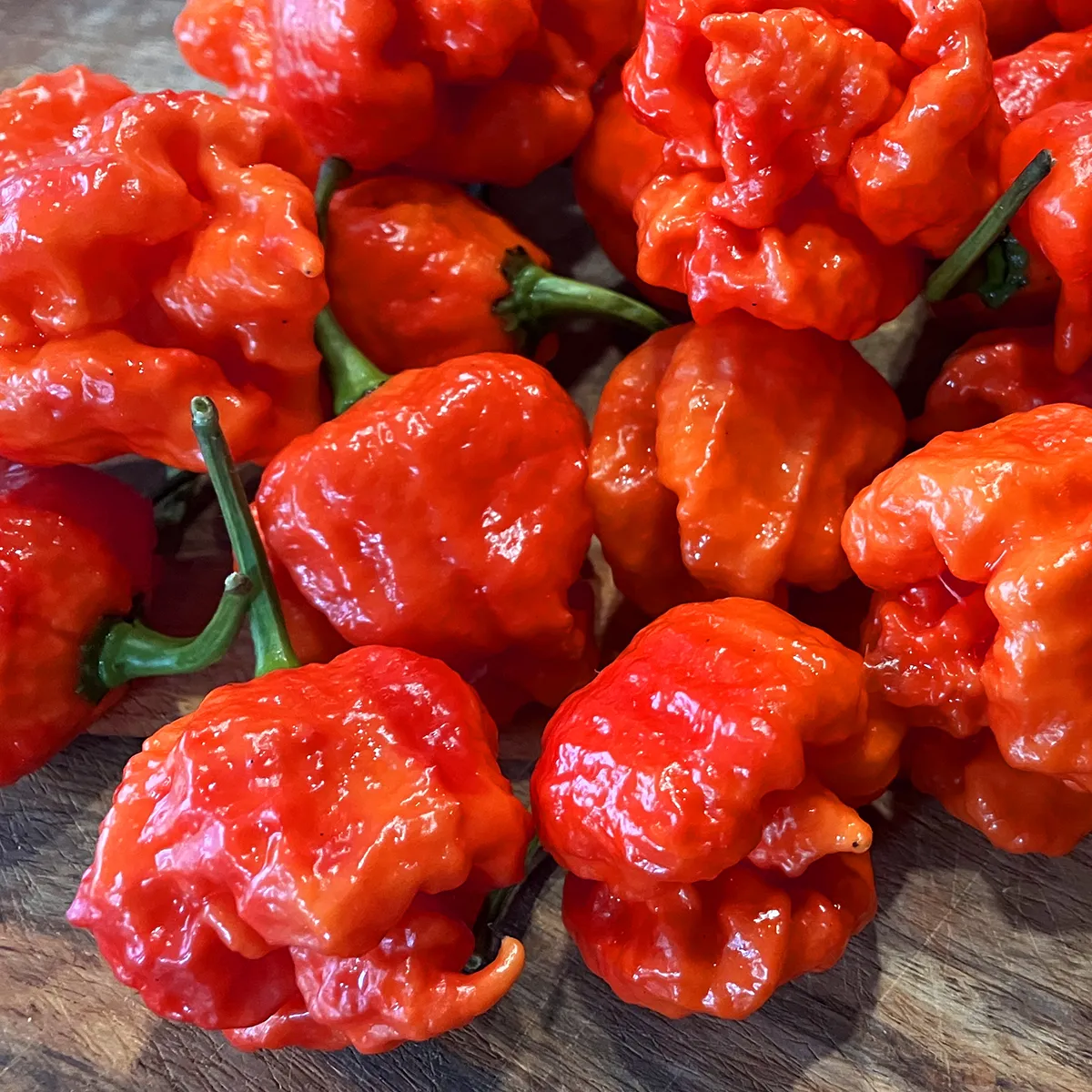 Trinidad Moruga Scorpion – Image 4