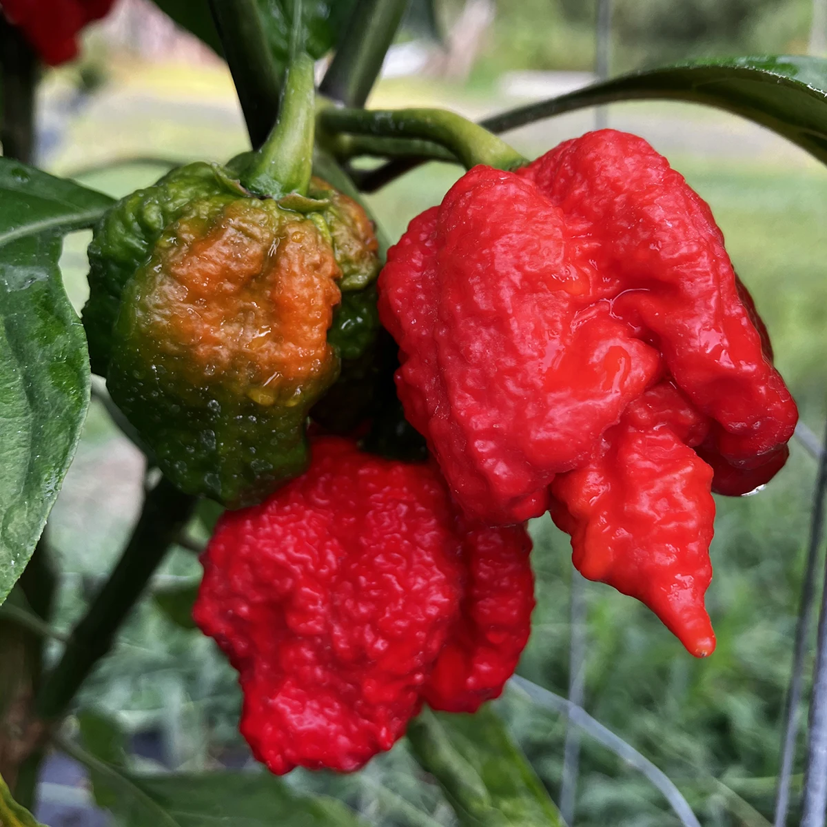 Trinidad Moruga Scorpion – Image 5