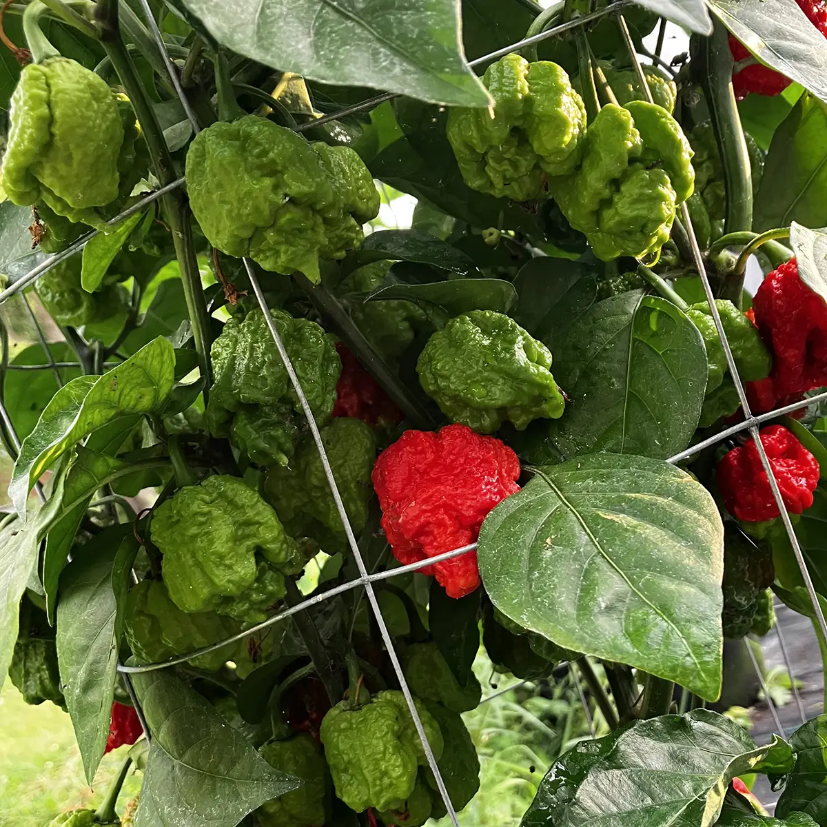 Trinidad Moruga Scorpion – Image 6