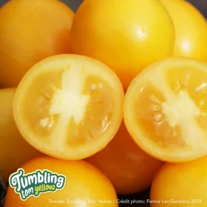 Tumbling Tom Yellow