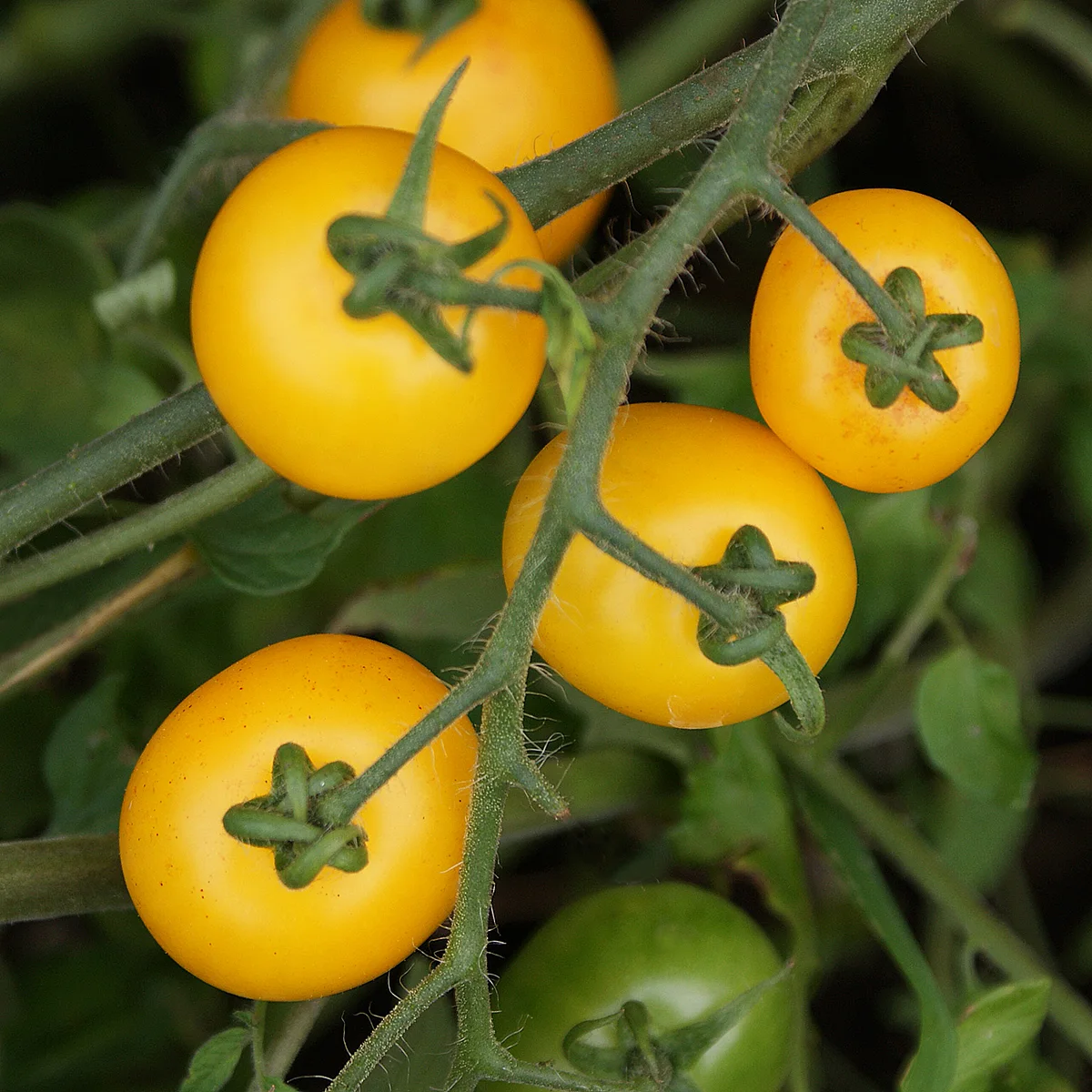 Tumbling Tom Yellow – Image 3