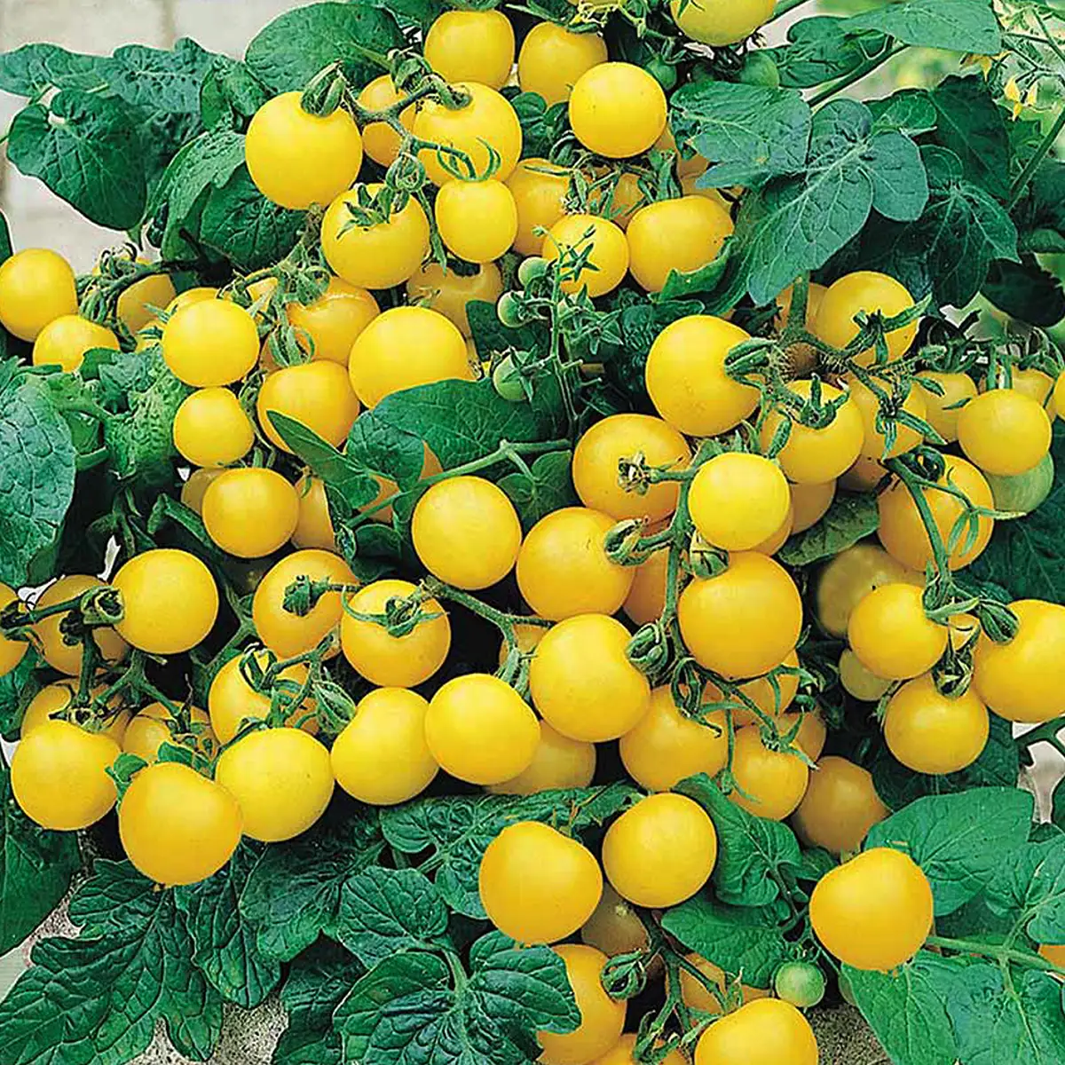 Tumbling Tom Yellow – Image 5