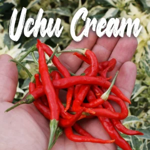 Ushu Cream