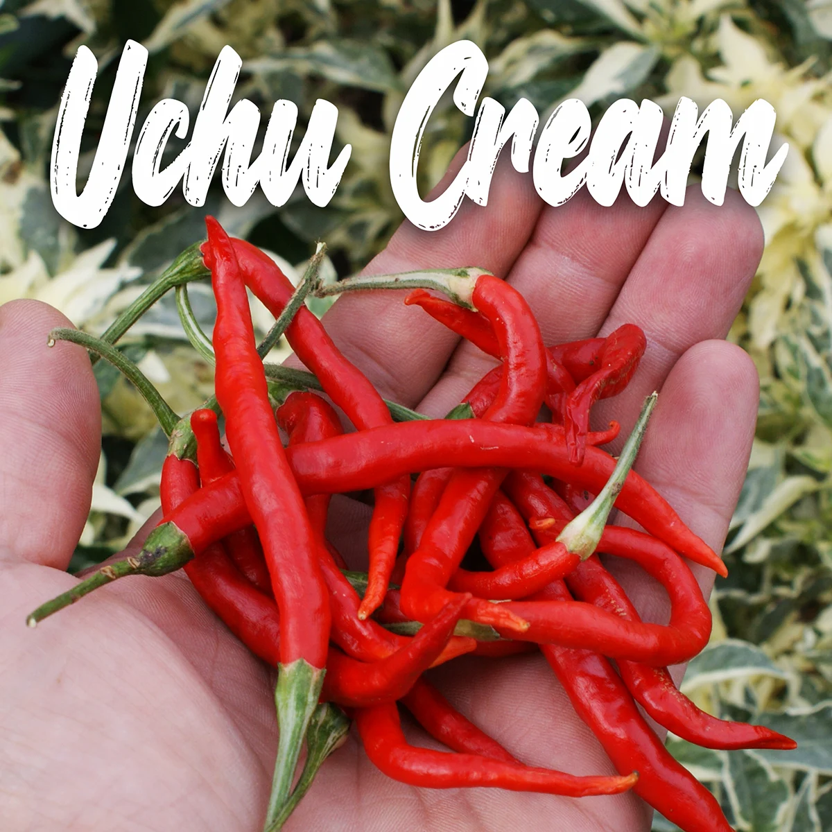 Ushu Cream