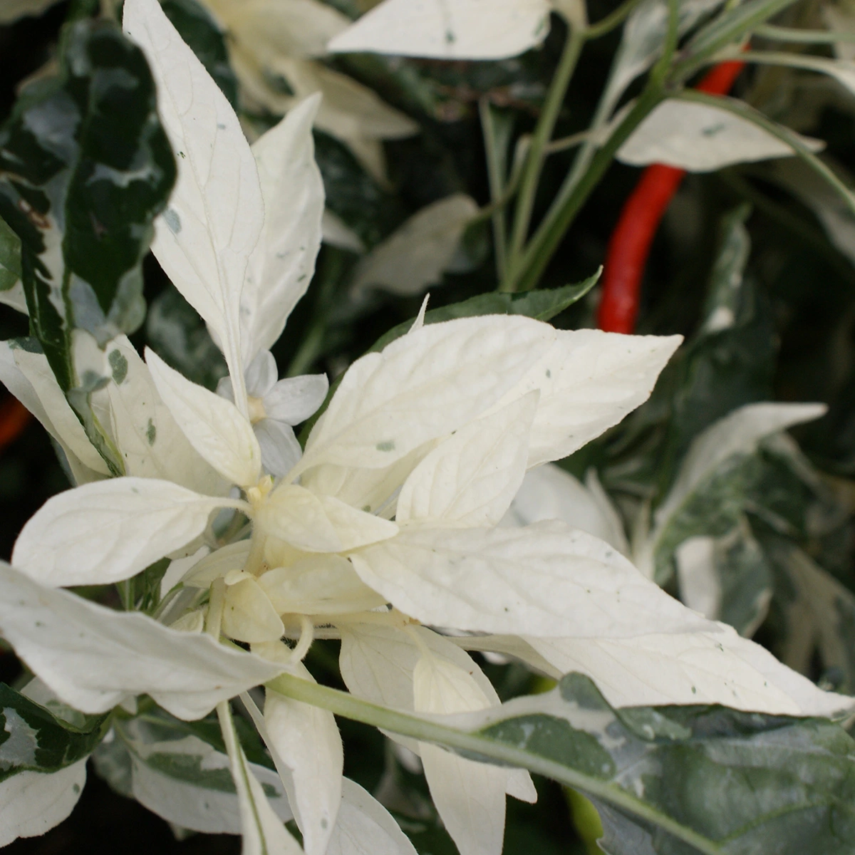 Ushu Cream – Image 2