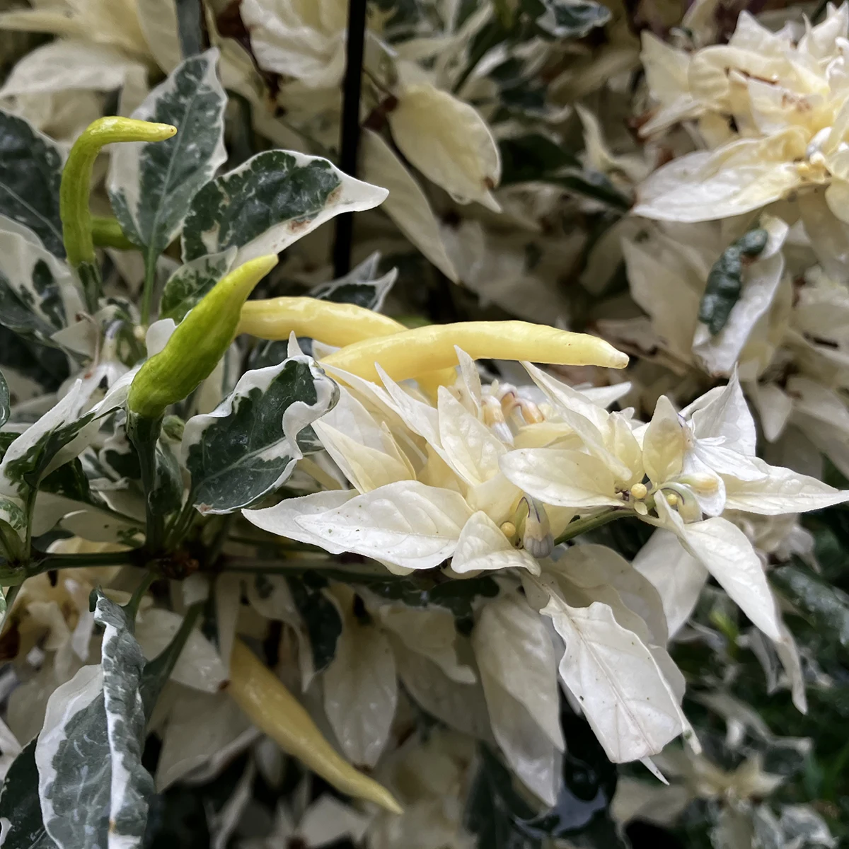 Ushu Cream – Image 3