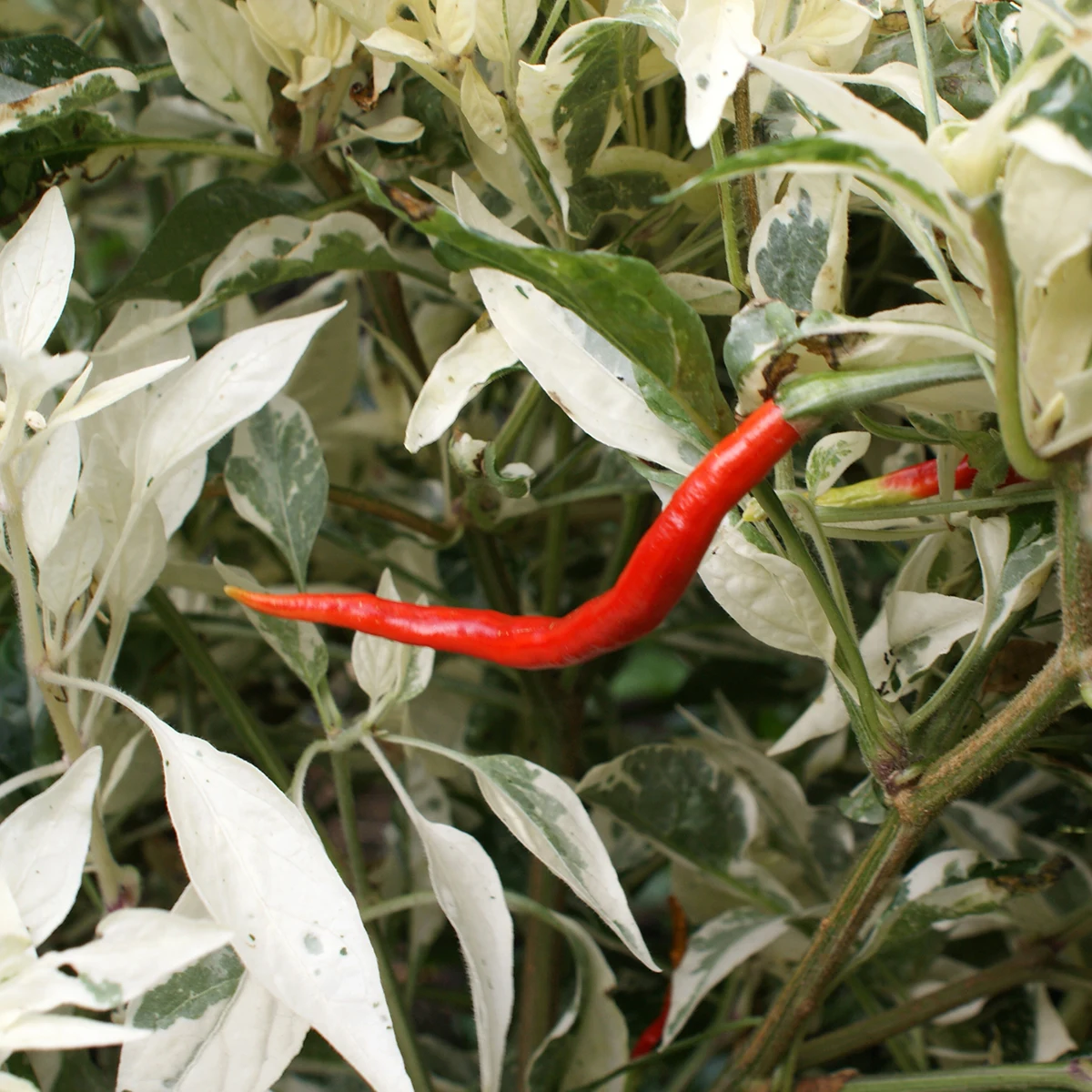 Ushu Cream – Image 5