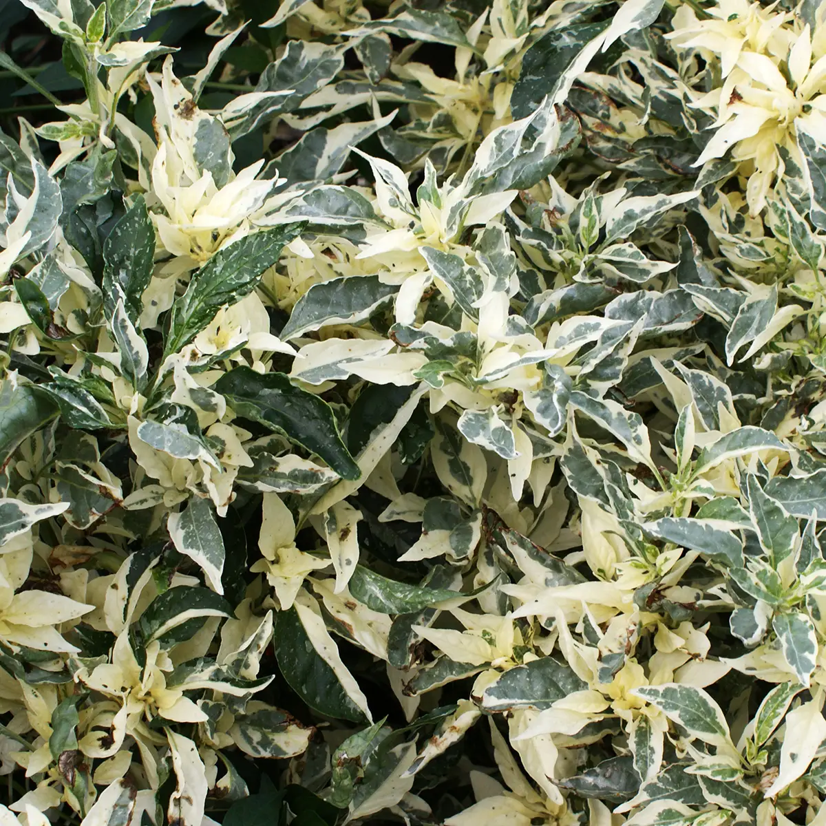 Ushu Cream – Image 6