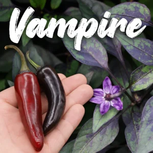 Vampire