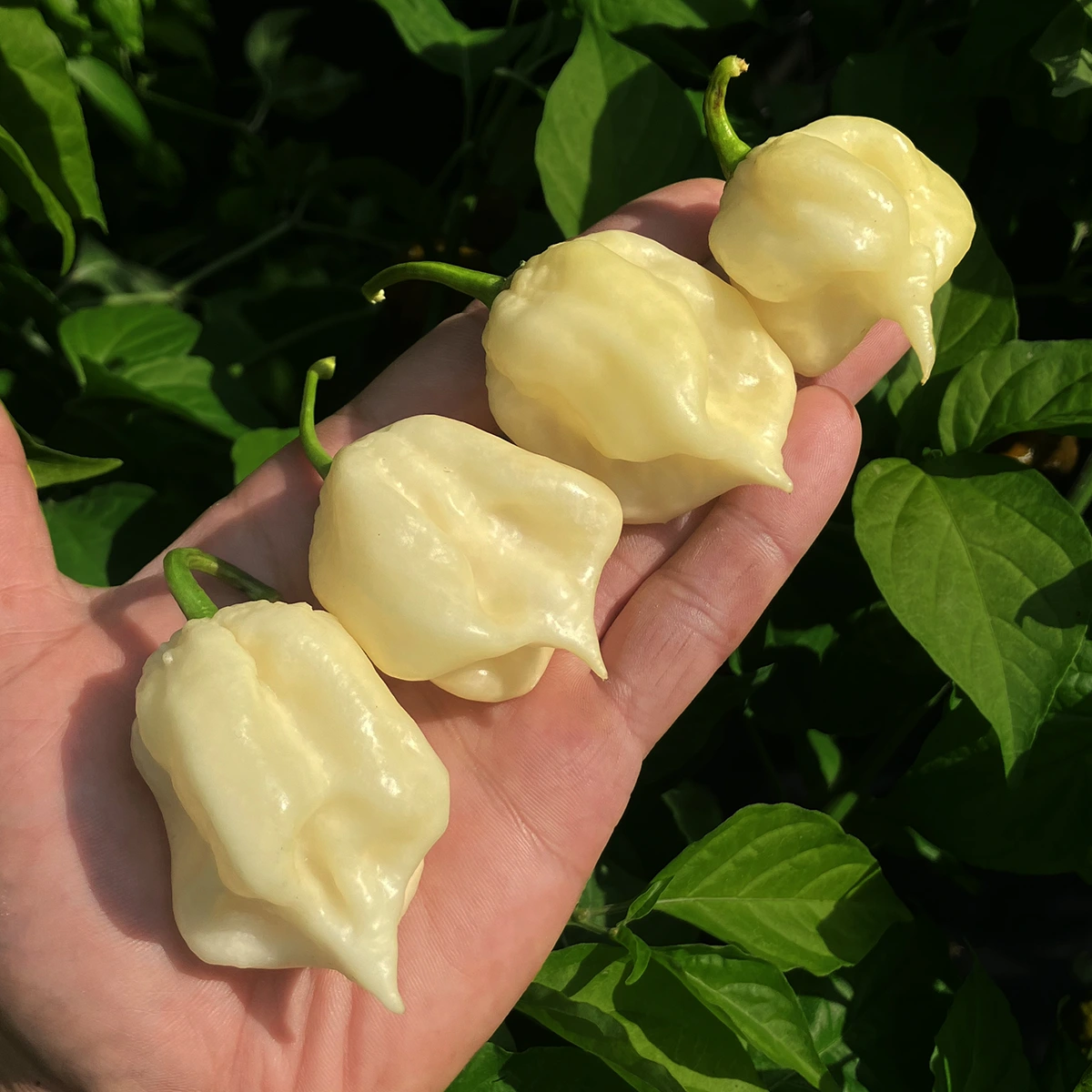 White Moruga Scorpion – Image 2