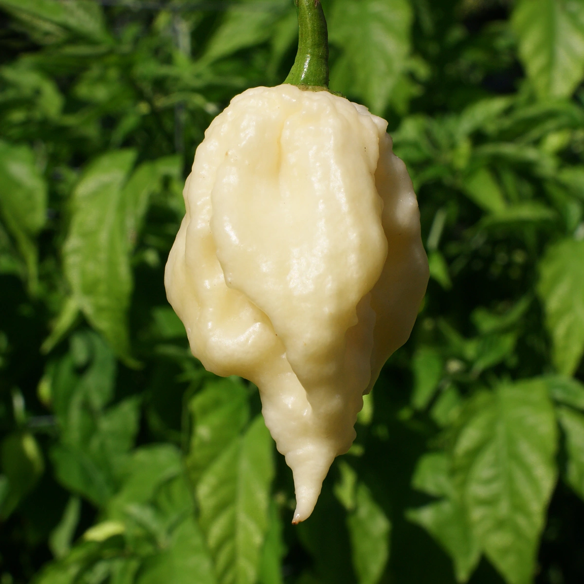 White Moruga Scorpion – Image 3