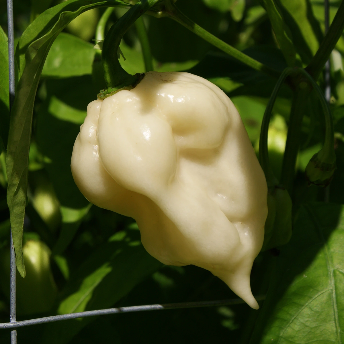 White Moruga Scorpion – Image 4