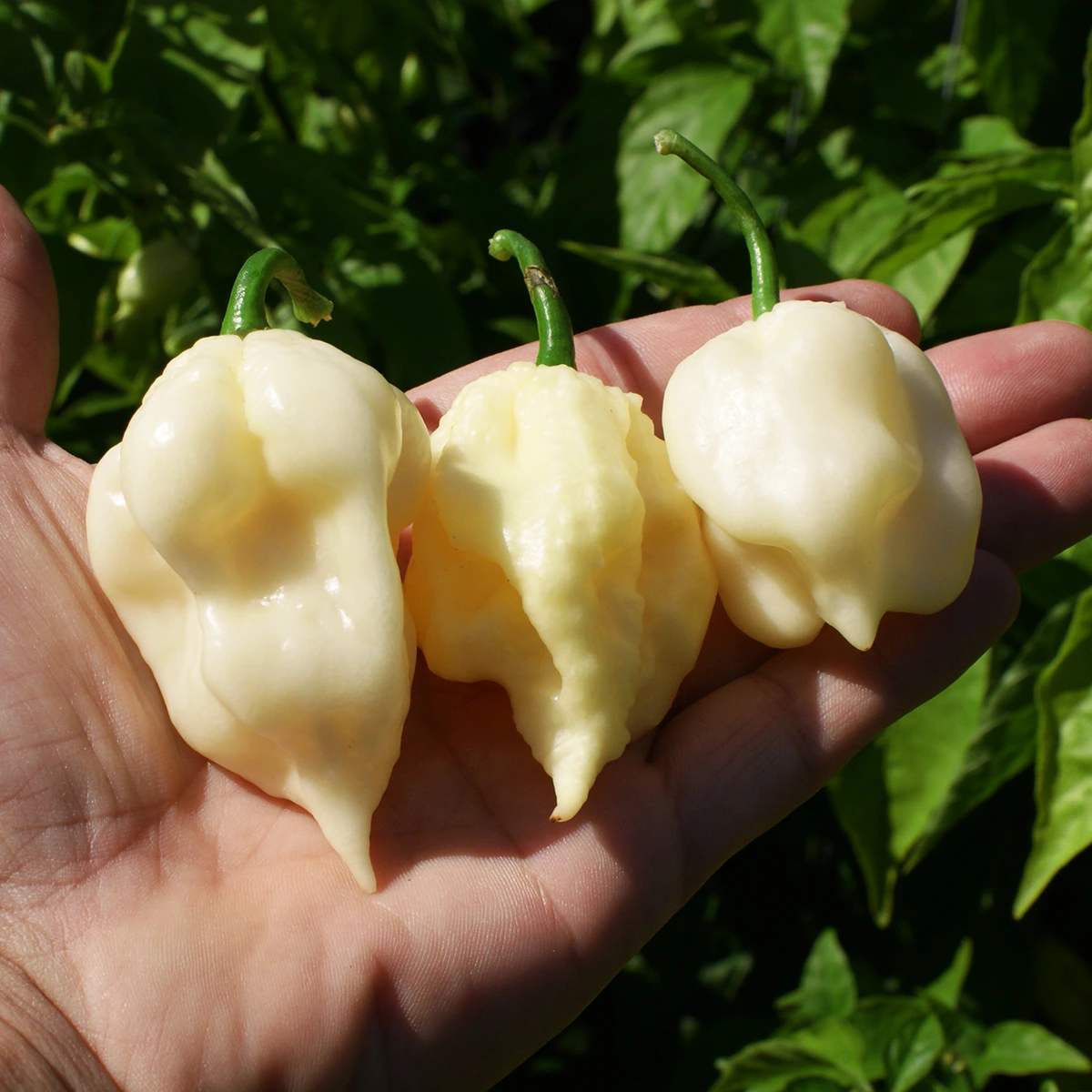 White Moruga Scorpion – Image 5