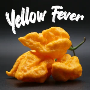 Yellow Fever
