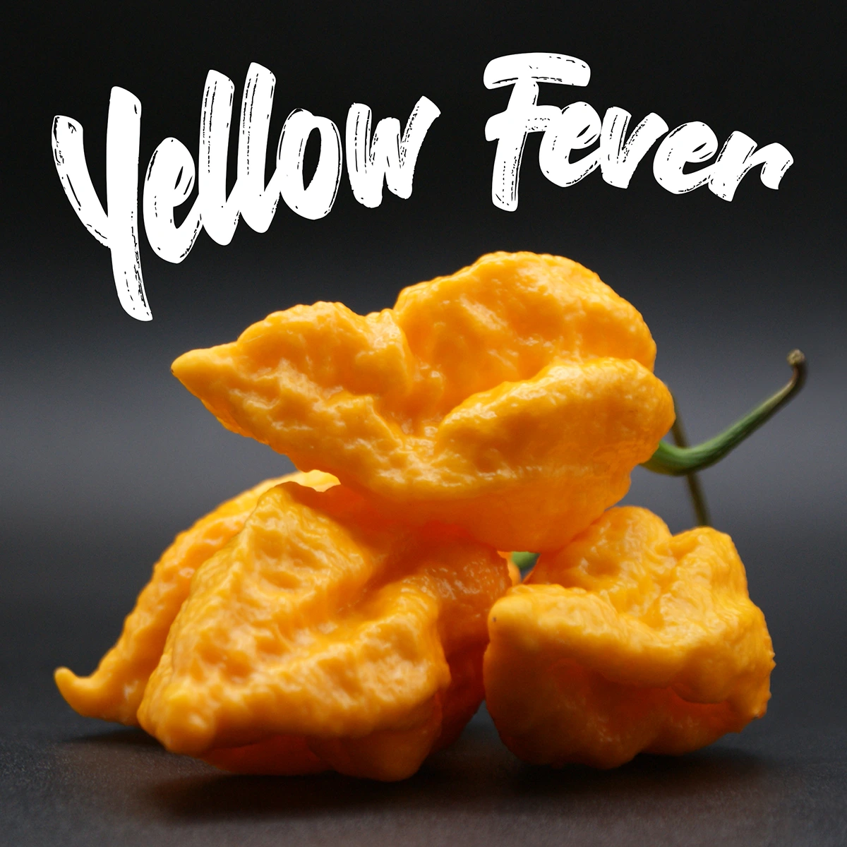Yellow Fever