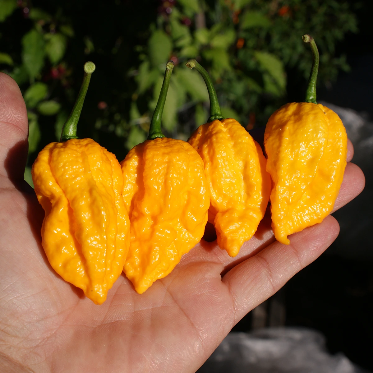 Yellow Fever – Image 2
