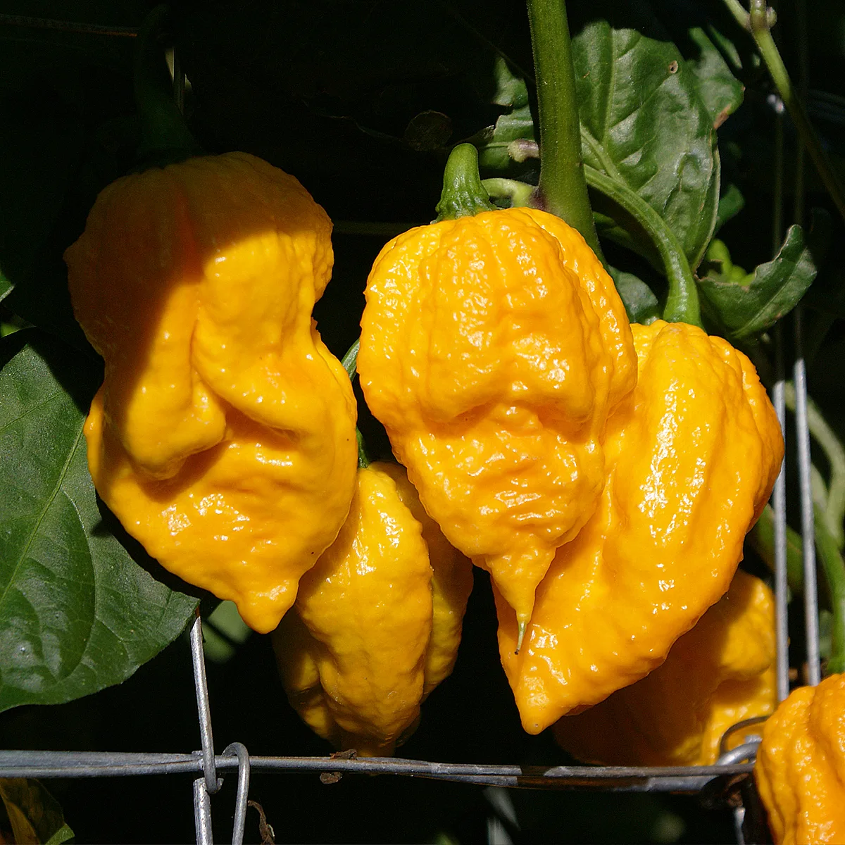 Yellow Fever – Image 3