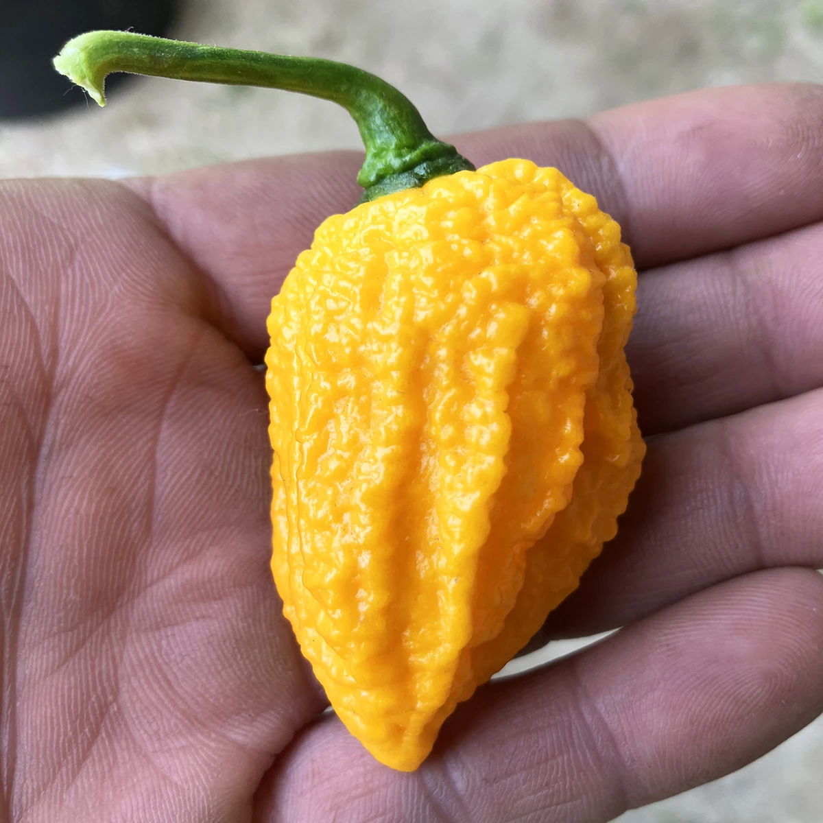 Yellow Fever – Image 4