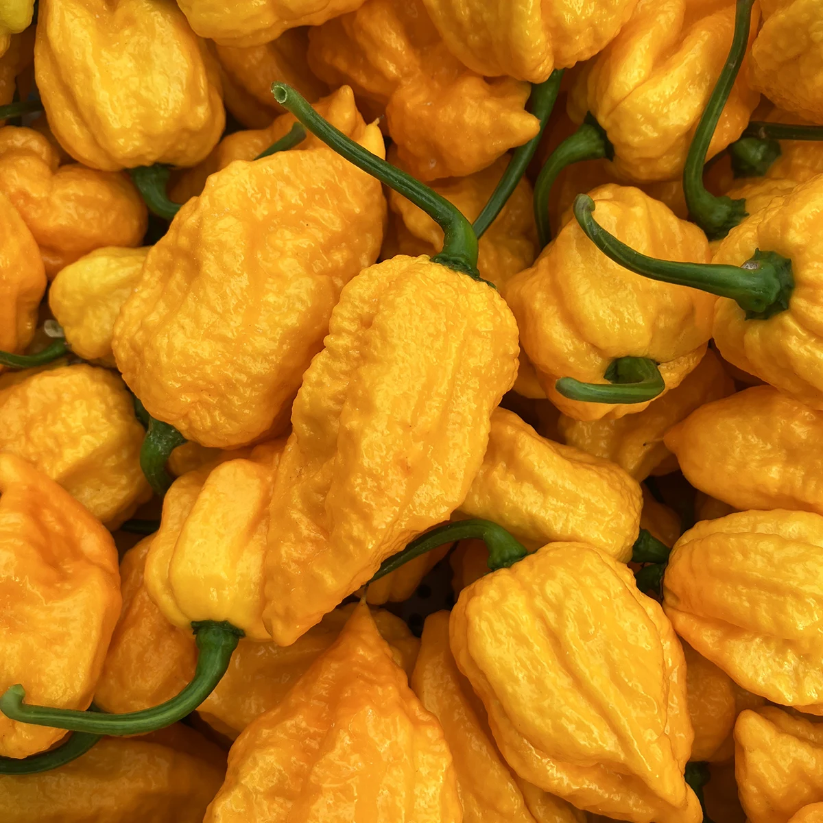 Yellow Fever – Image 5