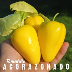 Tomatillo Acorazonado