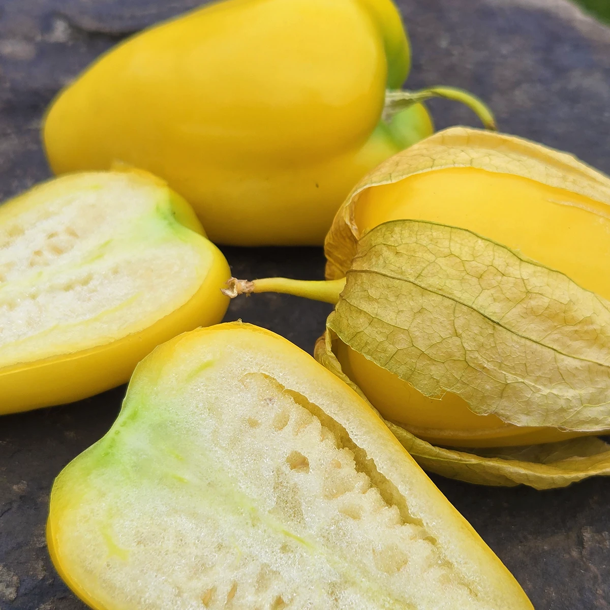 Tomatillo Acorazonado