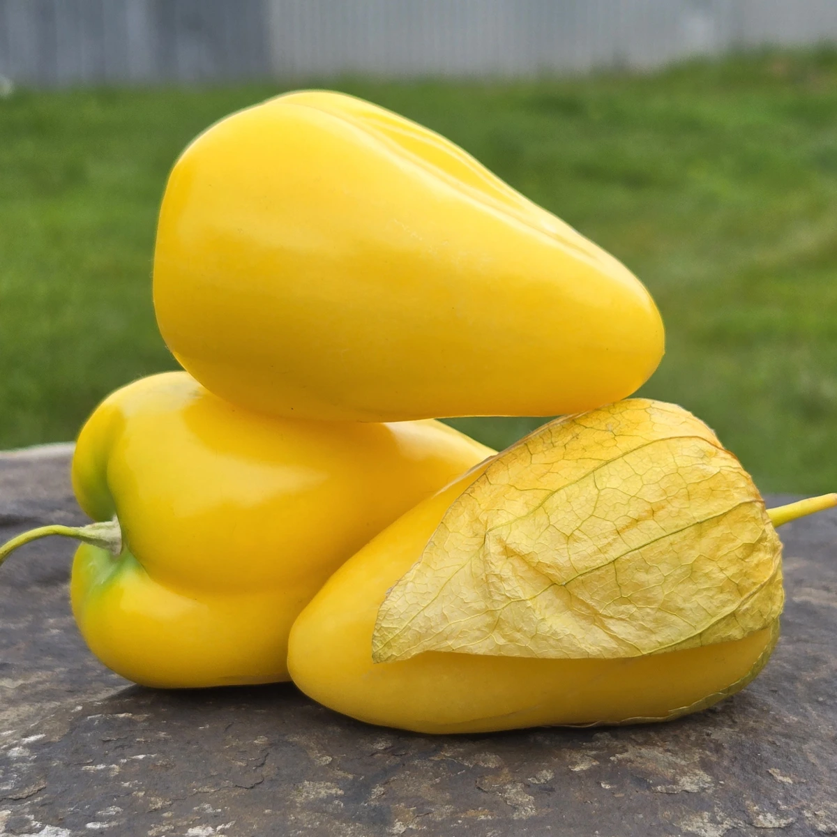 Tomatillo Acorazonado