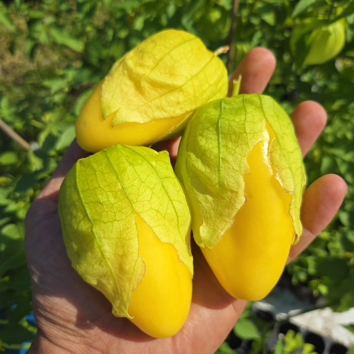 Tomatillo Acorazonado