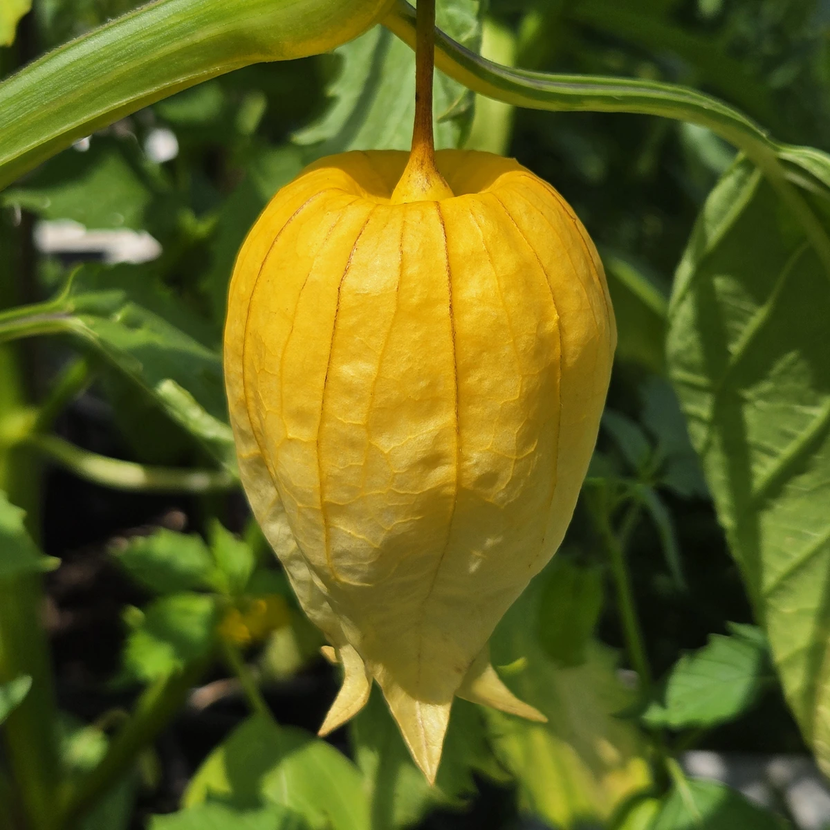 Tomatillo Acorazonado