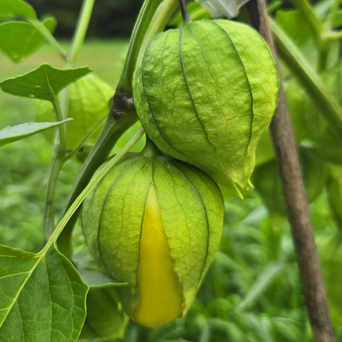 Tomatillo Acorazonado