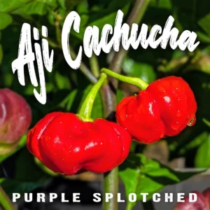 Aji Cachucha Purple Splotched