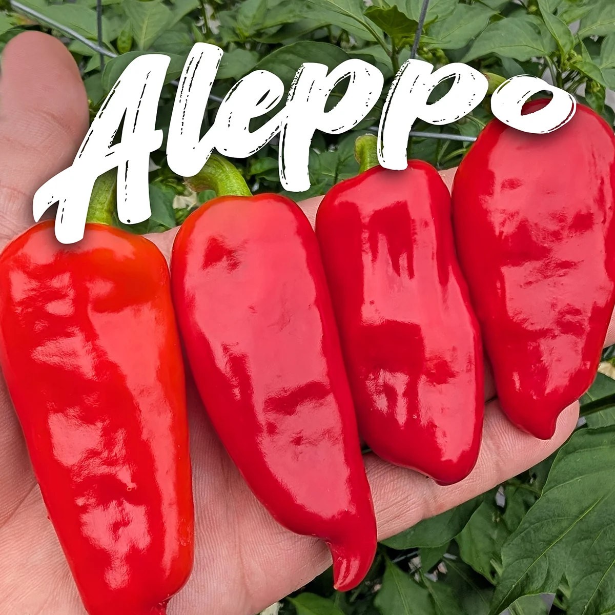 Aleppo