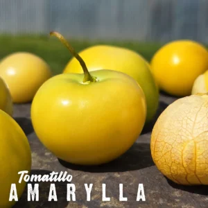 Tomatillo Amarylla