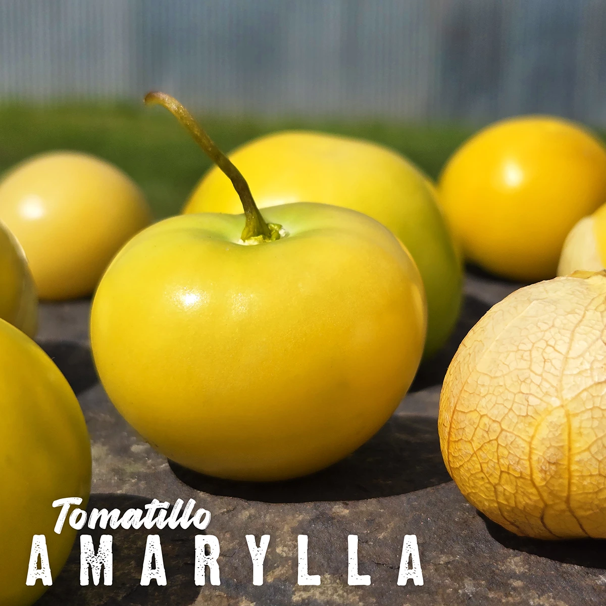 Tomatillo Amarylla