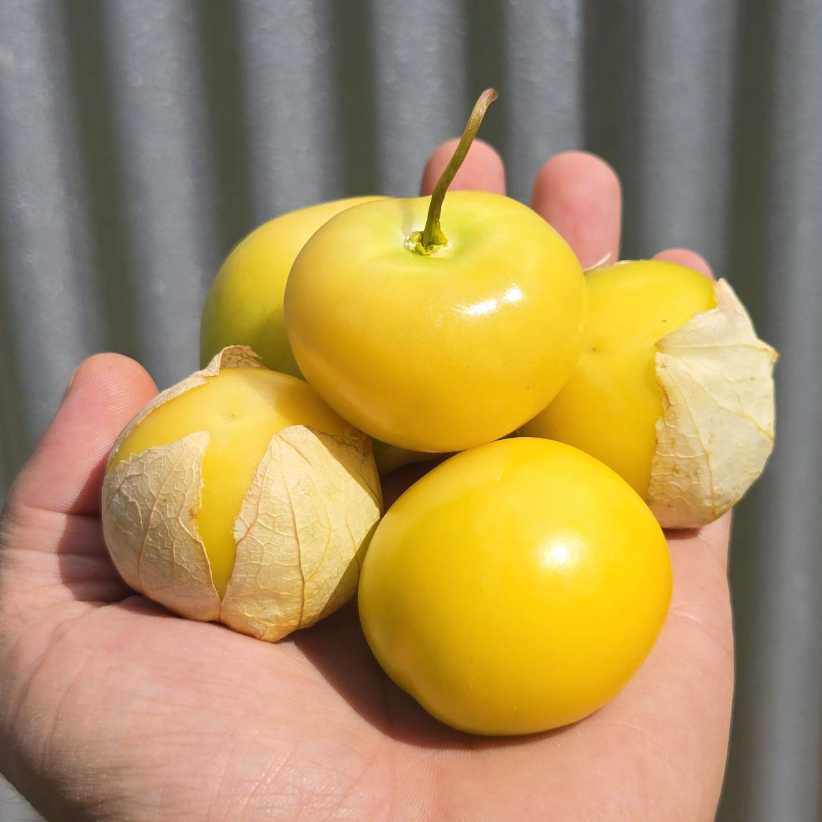 Tomatillo Amarylla