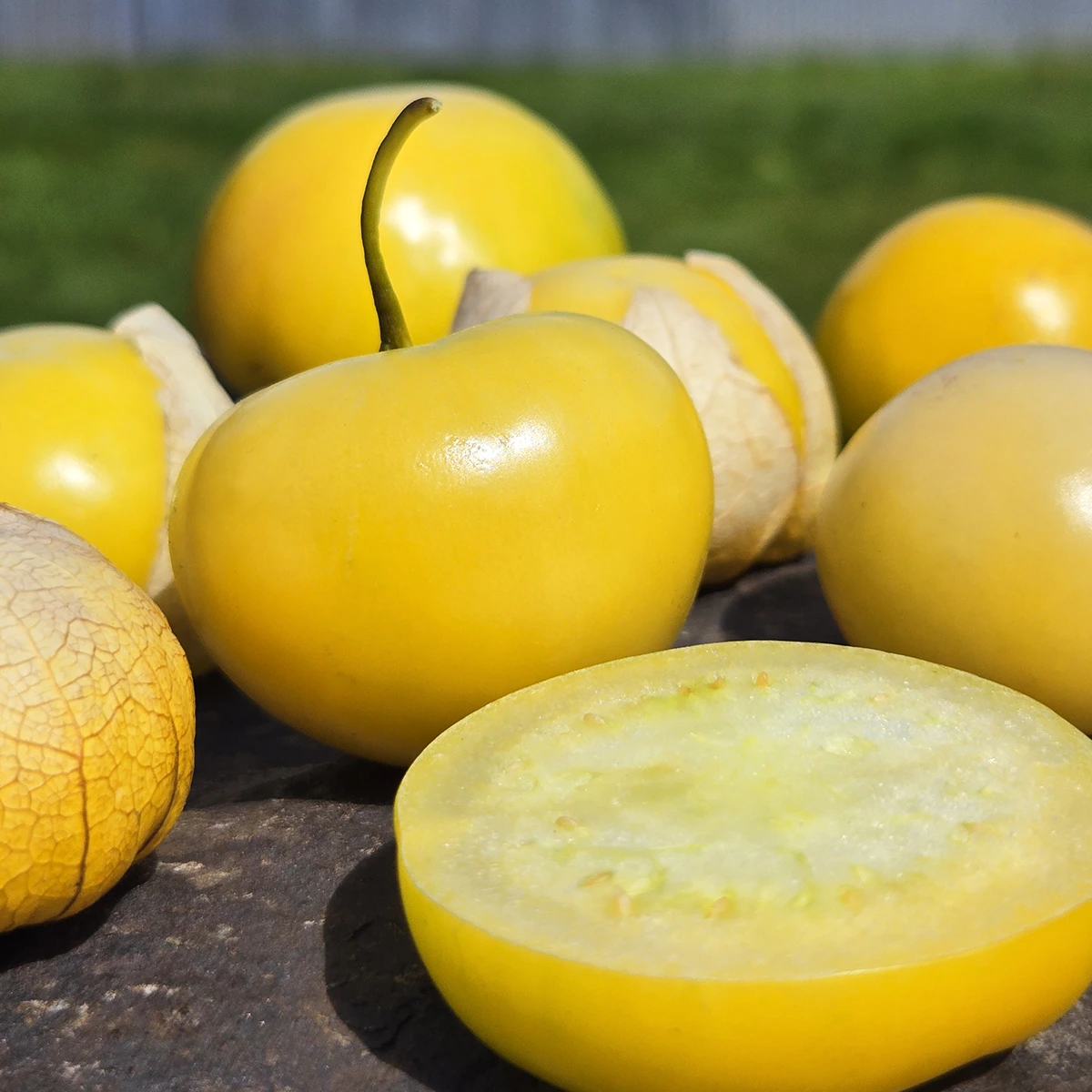 Tomatillo Amarylla
