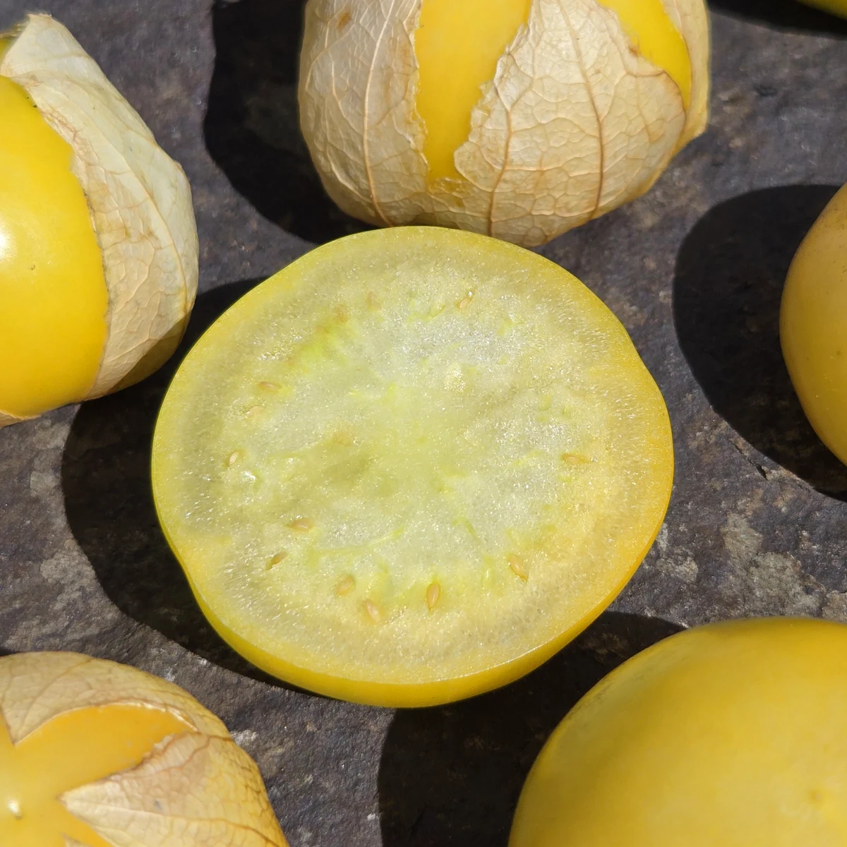 Tomatillo Amarylla